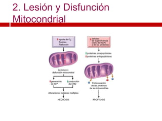 2. Lesión y Disfunción
Mitocondrial
 