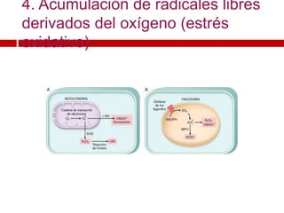 4. Acumulación de radicales libres
derivados del oxígeno (estrés
oxidativo)
 
