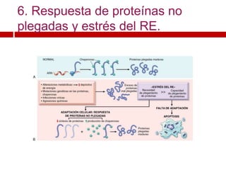 6. Respuesta de proteínas no
plegadas y estrés del RE.
 