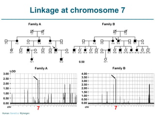 Linkage at chromosome 7 7 7 LOD LOD 0.50 0.00 0.50 1.00 1.50 2.00 2.50 3.00 0.00 0.50 1.00 1.50 2.00 2.50 3.00 3.50 chr chr 7 4.00 