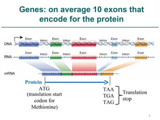 Genes: on average 10 exons that encode for the protein ATG TAA TGA TAG Translation stop (translation start codon for Methionine) Protein 