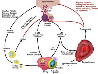 Mekanisme  Female  hormone Trinil Susilawati,Unibraw,2005 