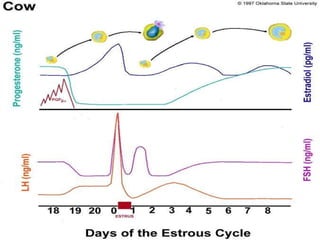 Trinil Susilawati,Unibraw,2005 