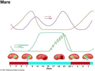 Trinil Susilawati,Unibraw,2005 