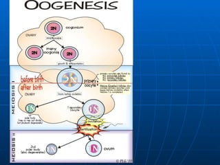 Trinil Susilawati,Unibraw,2005 