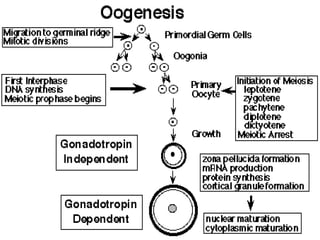 Trinil Susilawati,Unibraw,2005 