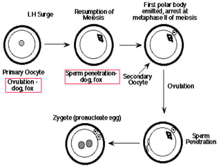 Trinil Susilawati,Unibraw,2005 