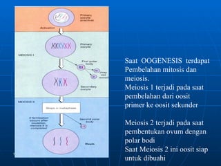 Trinil Susilawati,Unibraw,2005 Saat  OOGENESIS  terdapat Pembelahan mitosis dan meiosis. Meiosis 1 terjadi pada saat pembelahan dari oosit primer ke oosit sekunder Meiosis 2 terjadi pada saat pembentukan ovum dengan polar bodi Saat Meiosis 2 ini oosit siap untuk dibuahi 