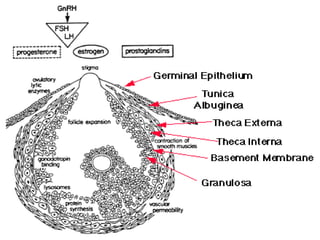 Trinil Susilawati,Unibraw,2005 