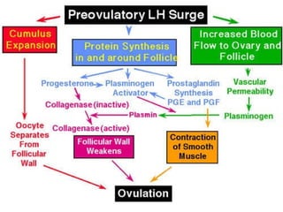 Trinil Susilawati,Unibraw,2005 