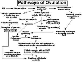 Trinil Susilawati,Unibraw,2005 