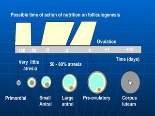 -50 -4 +10 -9 +1 -180 Time (days) 0 Very  little  atresia Ovulation Corpus luteum  Large  antral  Recruited Growing 50 - 80% atresia Primordial  Small Antral Pre-ovulatory Possible time of action of nutrition on folliculogenesis Selected 