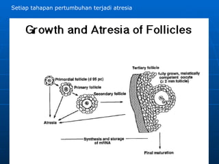 Trinil Susilawati,Unibraw,2005 Setiap tahapan pertumbuhan terjadi atresia 