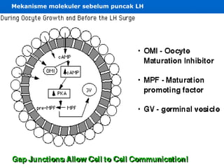 Trinil Susilawati,Unibraw,2005 Mekanisme molekuler sebelum puncak LH 