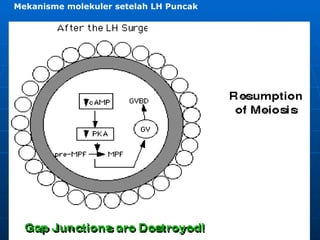 Trinil Susilawati,Unibraw,2005 Mekanisme molekuler setelah LH Puncak 