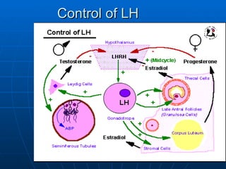 Control of LH 