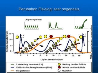 Perubahan Fisiologi saat oogenesis Trinil Susilawati,Unibraw,2005 