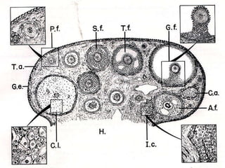 OVARIUM Trinil Susilawati,Unibraw,2005 