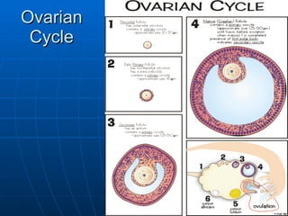 Ovarian Cycle 