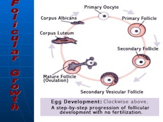 Folicular Growth 
