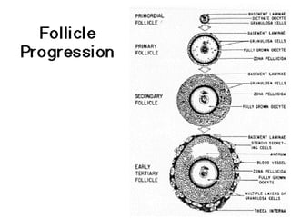 Trinil Susilawati,Unibraw,2005 