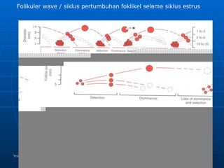 Trinil Susilawati,Unibraw,2005 Folikuler wave / siklus pertumbuhan foklikel selama siklus estrus 
