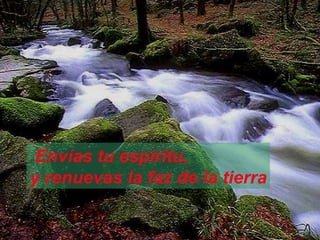 Envías tu espíritu,  y renuevas la faz de la tierra 
