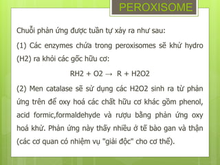 Chuỗi phản ứng được tuần tự xảy ra như sau:
(1) Các enzymes chứa trong peroxisomes sẽ khử hydro
(H2) ra khỏi các gốc hữu cơ:
RH2 + O2 → R + H2O2
(2) Men catalase sẽ sử dụng các H2O2 sinh ra từ phản
ứng trên để oxy hoá các chất hữu cơ khác gồm phenol,
acid formic,formaldehyde và rượu bằng phản ứng oxy
hoá khử. Phản ứng này thấy nhiều ở tế bào gan và thận
(các cơ quan có nhiệm vụ "giải độc" cho cơ thể).
PEROXISOME
 