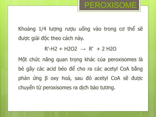 Khoảng 1/4 lượng rượu uống vào trong cơ thể sẽ
được giải độc theo cách này.
R'-H2 + H2O2 → R' + 2 H2O
Một chức năng quan trọng khác của peroxisomes là
bẻ gãy các acid béo để cho ra các acetyl CoA bằng
phản ứng β oxy hoá, sau đó acetyl CoA sẽ được
chuyển từ peroxisomes ra dịch bào tương.
PEROXISOME
 
