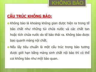 CẤU TRÚC KHÔNG BÀO:
 Không bào là khoảng không gian được hiện ra trong tế
bào chất như những túi chứa nước và các chất tan
hoặc tích chứa nước do tế bào thải ra. Không bào được
bao quanh màng nội chất.
 Nếu lấy tiêu chuẩn là một cấu trúc trong bào tương
được giới hạn bằng màng sinh chất nội bào thì có thể
coi không bào như một bào quan.
KHÔNG BÀO
 
