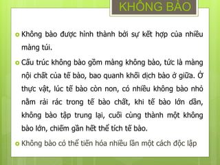  Không bào được hình thành bởi sự kết hợp của nhiều
màng túi.
 Cấu trúc không bào gồm màng không bào, tức là màng
nội chất của tế bào, bao quanh khối dịch bào ở giữa. Ở
thực vật, lúc tế bào còn non, có nhiều không bào nhỏ
nằm rải rác trong tế bào chất, khi tế bào lớn dần,
không bào tập trung lại, cuối cùng thành một không
bào lớn, chiếm gần hết thể tích tế bào.
 Không bào có thể tiến hóa nhiều lần một cách độc lập
KHÔNG BÀO
 