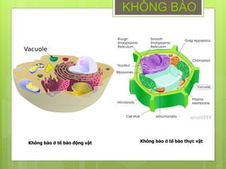 KHÔNG BÀO
Không bào ở tế bào động vật Không bào ở tế bào thực vật
 