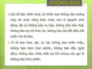  Các tế bào nhân thực có nhiều loại không bào tương
ứng với chức năng khác nhau như ở nguyên sinh
động vật có không bào co bóp, không bào tiêu hoá,
không bào dự trữ thức ăn, không bào bài tiết điều tiết
nước cho tế bào.
 Ở tế bào thực vật, có các không bào thẩm thấu,
không bào đạm (hạt alơrôn, không bào dầu (giọt
dầu), không bào chứa chất dự trữ chúng còn gọi là
không bào thực phẩm.
KHÔNG BÀO
 