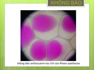 KHÔNG BÀO
không bào anthocyanin-lưu trữ của Rhoeo spathacea
 