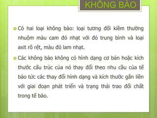  Có hai loại không bào: loại tương đối kiềm thường
nhuộm màu cam đỏ nhạt với đỏ trung bình và loại
axit rõ rệt, màu đỏ lam nhạt.
 Các không bào không có hình dạng cơ bản hoặc kích
thước cấu trúc của nó thay đổi theo nhu cầu của tế
bào tức các thay đổi hình dạng và kích thước gắn liền
với giai đoạn phát triển và trạng thái trao đổi chất
trong tế bào.
KHÔNG BÀO
 