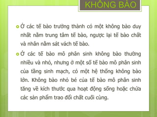 Ở các tế bào trưởng thành có một không bào duy
nhất nằm trung tâm tế bào, ngược lại tế bào chất
và nhân nằm sát vách tế bào.
 Ở các tế bào mô phân sinh không bào thường
nhiều và nhỏ, nhưng ở một số tế bào mô phân sinh
của tầng sinh mạch, có một hệ thống không bào
lớn. Không bào nhỏ bé của tế bào mô phân sinh
tăng về kích thước qua hoạt động sống hoặc chứa
các sản phẩm trao đổi chất cuối cùng.
KHÔNG BÀO
 
