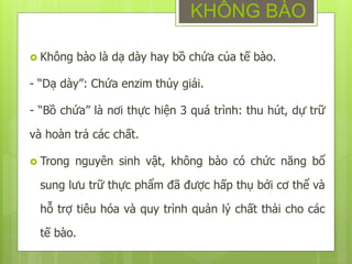  Không bào là dạ dày hay bồ chứa của tế bào.
- “Dạ dày”: Chứa enzim thủy giải.
- “Bồ chứa” là nơi thực hiện 3 quá trình: thu hút, dự trữ
và hoàn trả các chất.
 Trong nguyên sinh vật, không bào có chức năng bổ
sung lưu trữ thực phẩm đã được hấp thụ bởi cơ thể và
hỗ trợ tiêu hóa và quy trình quản lý chất thải cho các
tế bào.
KHÔNG BÀO
 