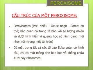  Peroxisomes (Per: nhiều - Oxus: nhọn - Soma: cơ
thể; bào quan có trong tế bào với số lượng nhiều
và dưới kính hiển vi quang học có hình dạng mũi
nhọn nằmtrong một túi tròn)
 Có mặt trong tất cả các tế bào Eukaryote, có hình
cầu, chỉ có một màng đơn bao bọc và không chứa
ADN hay ribosomes.
PEROXISOME
CẤU TRÚC CỦA MỘT PEROXISOME:
 