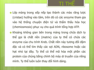  Lớp màng trong xếp nếp tạo thành các mào răng lược
(cristae) hướng vào tâm, trên đó có các enzyme tham gia
vào hệ thống chuyện điện tử và thẩm thấu hóa học
(chemiosmosis) phục vụ cho quá trình tổng hợp ATP.
 Khoảng không gian bên trong màng trong chứa dịch ty
thể gọi là chất nền (matrix) của ty thể có chứa các
enzyme của chu trình Kreb. Chất nền này tương đối đậm
đặc và có thể tìm thấy các sợi ADN, ribosome hoặc các
hạt nhỏ tại đây. Ty thể có thể mã hóa một phần các
protein của chúng bằng chính bộ máy di truyền của riêng
mình. Ty thể luôn luôn thay đổi hình dáng.
TI THỂ
 
