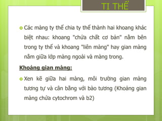  Các màng ty thể chia ty thể thành hai khoang khác
biệt nhau: khoang "chứa chất cơ bản" nằm bên
trong ty thể và khoang "liên màng" hay gian màng
nằm giữa lớp màng ngoài và màng trong.
Khoảng gian màng:
 Xen kẽ giữa hai màng, môi trường gian màng
tương tự và cân bằng với bào tương (Khoảng gian
màng chứa cytochrom và b2)
TI THỂ
 