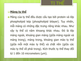  Màng ty thể
 Màng của ty thể đều được cấu tạo bởi protein và lớp
phospholipid kép (phospholipid bilayer). Tuy nhiên,
mỗi màng có những đặc trưng riêng khác nhau. Như
vậy ty thể có năm khoang khác nhau. Đó là lớp
màng ngoài, khoảng gian màng (giữa màng ngoài và
màng trong), màng trong, khoảng gian mào ty thể
(giữa mỗi một mào ty thể) và chất nền (giữa các
mào ty thể về phái trong). Kích thước ty thể thay đổi
từ 1 đến 10 micrometers (μm).
TI THỂ
 