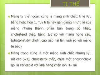  Màng ty thể ngoài: cũng là màng sinh chất: tỉ lệ P/L
bằng hoặc hơn 1. Tuy tỉ lệ này gần giống như tỉ lệ của
màng nhưng thành phần bên trong có khác,
cholesterol thấp, bằng 1/6 so với màng hồng cầu,
(photphatidyl cholin cao gấp hai lần rưỡi so với màng
tế bào)
 Màng trong cũng là một màng sinh chất nhưng P/L
rất cao (=3), cholesterol thấp, chứa một phospholipid
gọi là cariolipid với khả năng chặn ion H+ lại.
TI THỂ
 