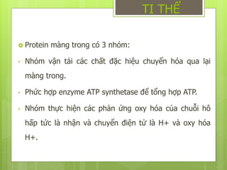  Protein màng trong có 3 nhóm:
• Nhóm vận tải các chất đặc hiệu chuyển hóa qua lại
màng trong.
• Phức hợp enzyme ATP synthetase để tổng hợp ATP.
• Nhóm thực hiện các phản ứng oxy hóa của chuỗi hô
hấp tức là nhận và chuyển điện tử là H+ và oxy hóa
H+.
TI THỂ
 