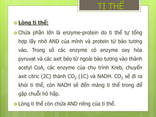  Lòng ti thể:
 Chứa phần lớn là enzyme-protein do ti thể tự tổng
hợp lấy nhờ AND của mình và protein từ bào tương
vào. Trong số các enzyme có enzyme oxy hóa
pyruvat và các axit béo từ ngoài bào tương vào thành
acetyl CoA, các enzyme của chu trình Kreb, chuyển
axit citric (2C) thành CO2 (1C) và NADH. CO2 sẽ đi ra
khỏi ti thể, còn NADH sẽ đến màng ti thể trong để
gặp chuỗi hô hấp.
 Lòng ti thể còn chứa AND riêng của ti thể.
TI THỂ
 