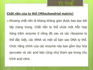 Chất nền của ty thể (Mitochondrial matrix)
 Khoang chất nền là khảng không gian được bao bọc bởi
lớp màng trong. Chất nền ty thể chứa một hỗn hợp
hàng trăm enzyme ở nồng độ cao và các ribosome ty
thể đặc biệt, các tRNA và một số bản sao DNA ty thể.
Chức năng chính của các enzyme này bao gồm ôxy hóa
pyruvate và các acid béo cũng như tham gia trong chu
trình acid citric.
TI THỂ
 