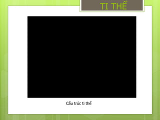 TI THỂ
Cấu trúc ti thể
 