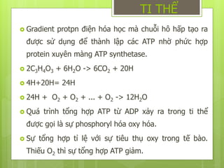  Gradient protpn điện hóa học mà chuỗi hô hấp tạo ra
được sử dụng để thành lập các ATP nhờ phức hợp
protein xuyên màng ATP synthetase.
 2C3H4O3 + 6H2O -> 6CO2 + 20H
 4H+20H= 24H
 24H + O2 + O2 + ... + O2 -> 12H2O
 Quá trình tổng hợp ATP từ ADP xảy ra trong ti thể
được gọi là sự phosphoryl hóa oxy hóa.
 Sự tổng hợp tỉ lệ với sự tiêu thụ oxy trong tế bào.
Thiếu O2 thì sự tổng hợp ATP giảm.
TI THỂ
 