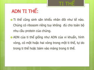 ADN TI THỂ:
 Ti thể cũng sinh sãn khiểu nhân đôi như tế nào.
Chúng có ribosom riêng tuy không đủ cho toàn bộ
nhu cầu protein của chúng.
 ADN của ti thể giống như ADN của vi khuẩn, hình
vòng, có một hoặc hai vòng trong một ti thể, tự do
trong ti thể hoặc bám vào màng trong ti thể.
TI THỂ
 
