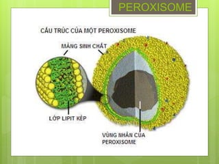 PEROXISOME
 