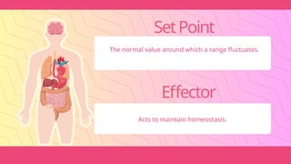 SetPoint
The normal value around which a range fluctuates.
Effector
Acts to maintain homeostasis.
 